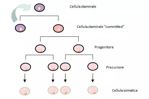 divisione asimmetrica fig 1