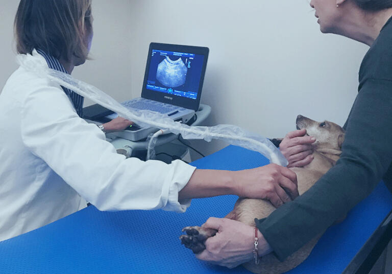 ecografia  clinica veterinaria santangelo