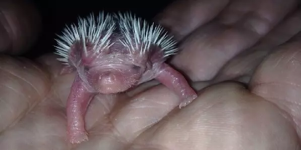 riccio cucciolo ospedale veterinario san michele lodi