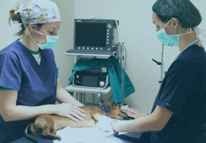 splenectomia clinica veterinaria santangelo