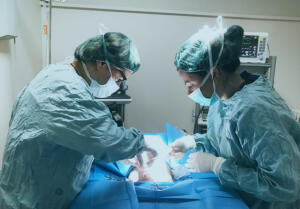 sterilizzazioni  laparoscopia clinica veterinaria santangelo