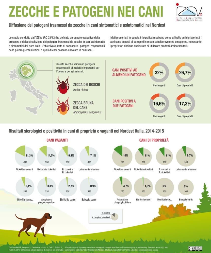 zecche patogeni cani infografica