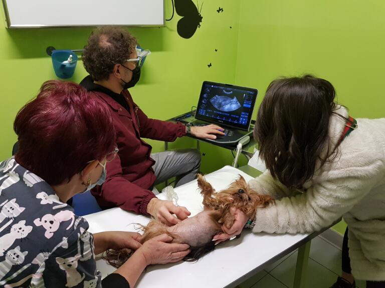 Ambulatorio Veterinario BluVet Venaria Reale Anubi (10)