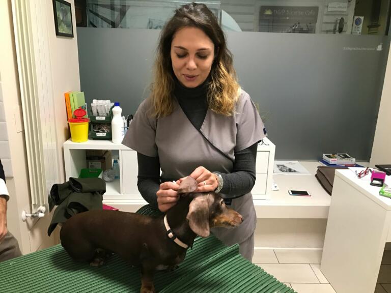 clinica veterinaria santangelo dermatologia