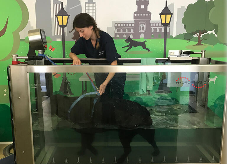 fisioterapia clinica veterinaria santangelo milano MI