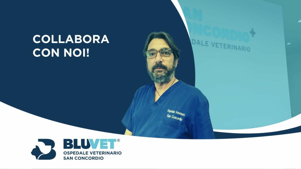 lavora con noi ospedale veterinario san concordio