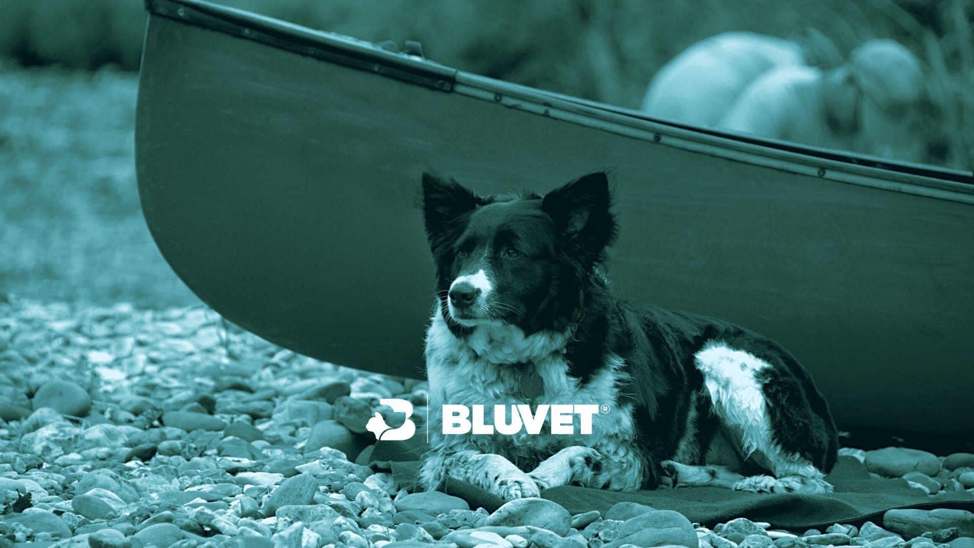 amoxicillina per cani prezzo