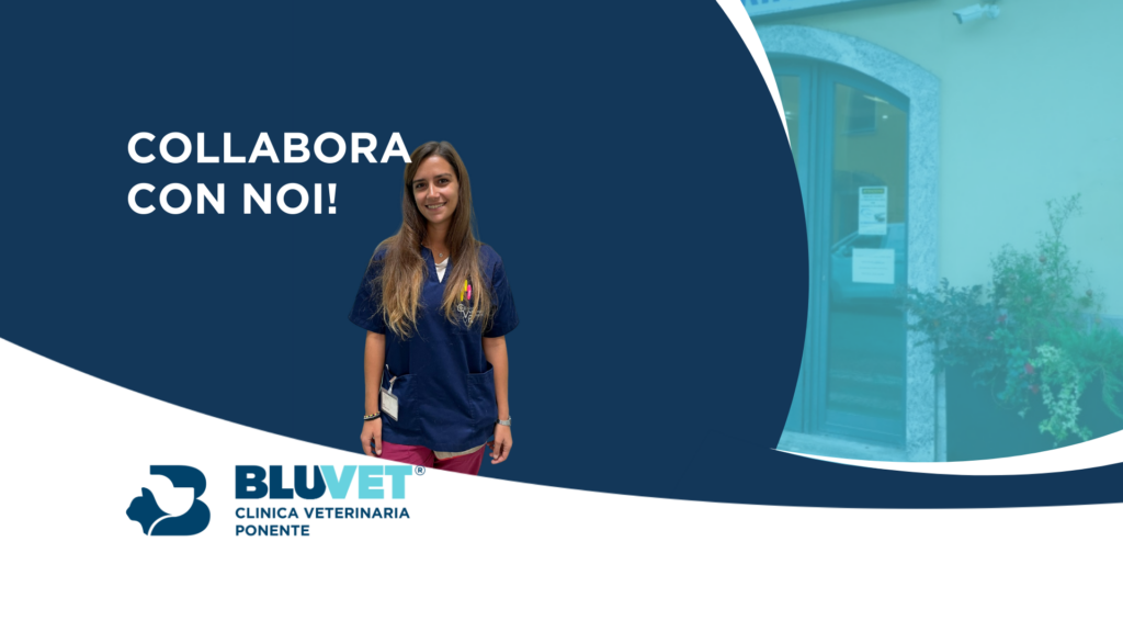 NUOVA JOB ponente