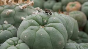 PIANTE TOSSICHE PER CANI E GATTI CACTUS CHIUSO