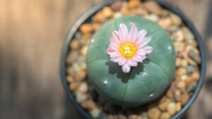 PIANTE TOSSICHE PER CANI E GATTI CACTUS PARTICOLARE FIORE