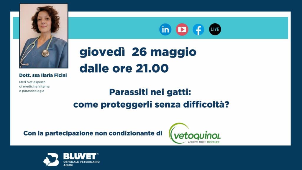 WEBINAR 2022 vetoquinol gatto