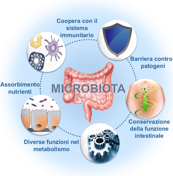 funzione dell'intestino