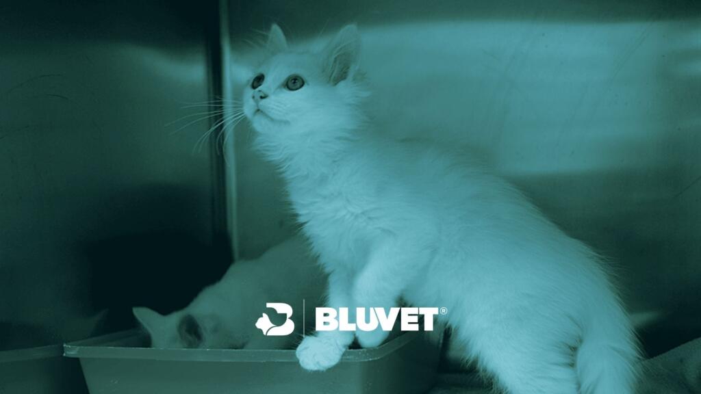 gattino da svezzare clinica veterinaria centrale BLUVET