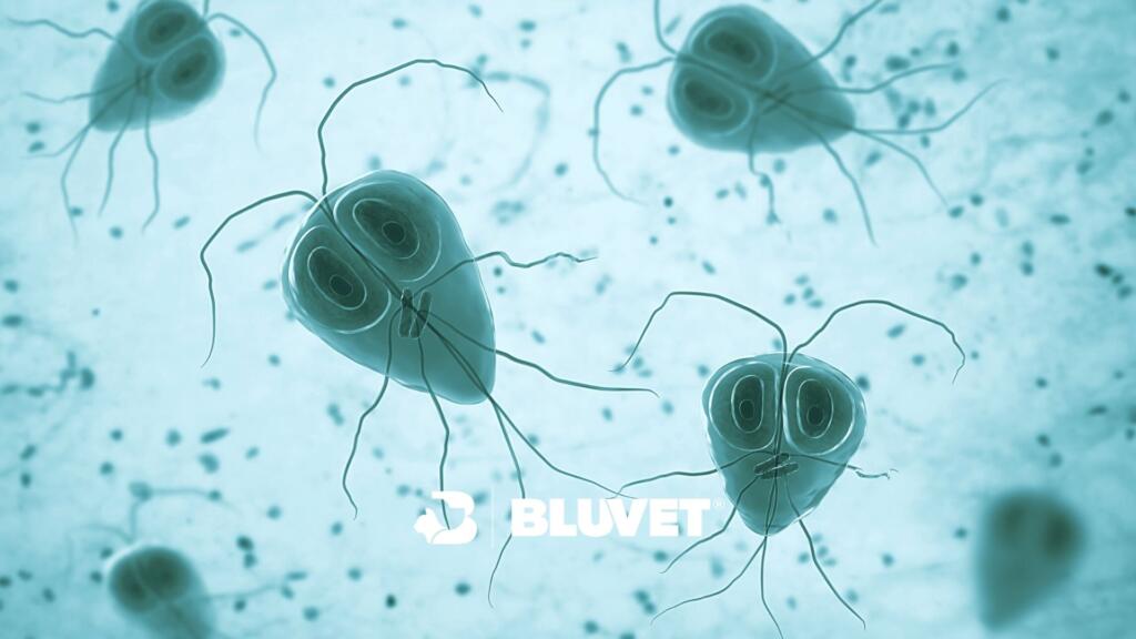 giardia articolo in evidenza