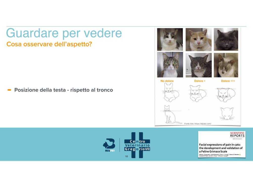 Come riconoscere i segni di dolore nel gatto