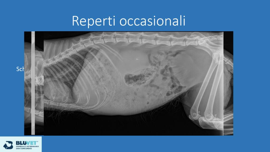 Dolore osteoarticolare nel gatto trattamenti possibili Finale pages to jpg 0010