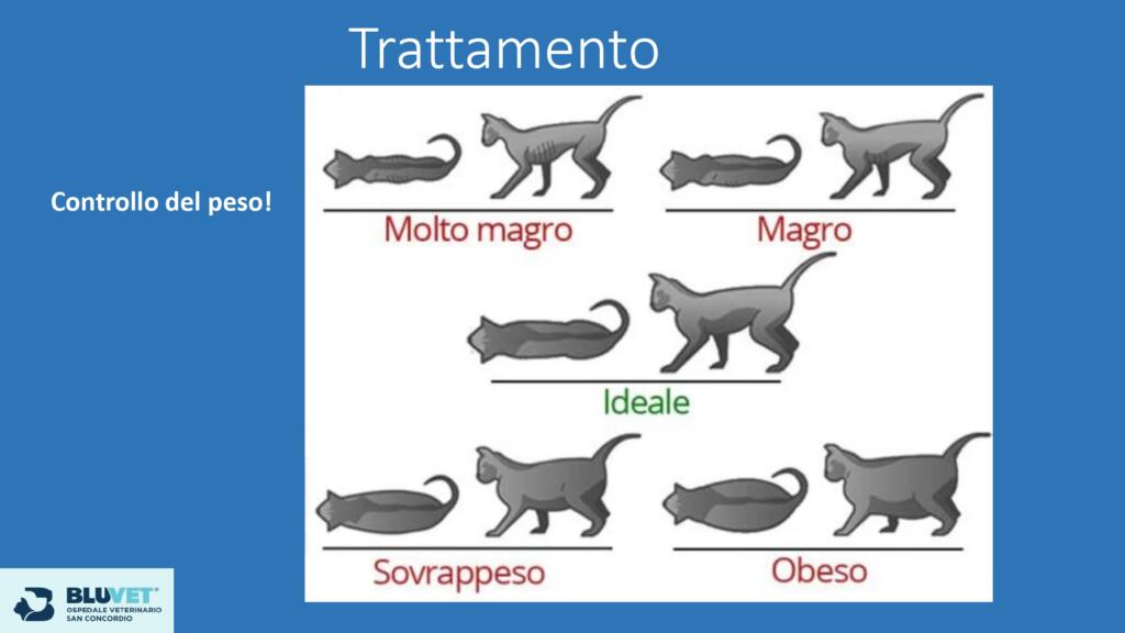 Dolore osteoarticolare nel gatto   trattamenti possibili Finale  pages to jpg 0026