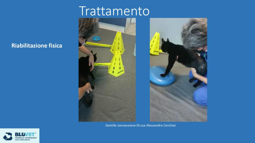 Dolore osteoarticolare nel gatto   trattamenti possibili Finale  pages to jpg 0028