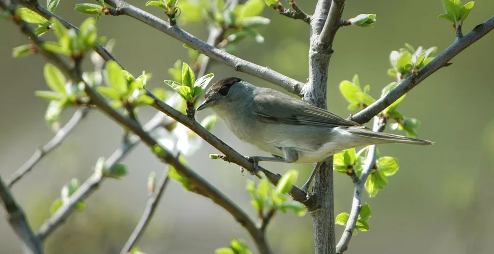 capinera birdwatching lipu