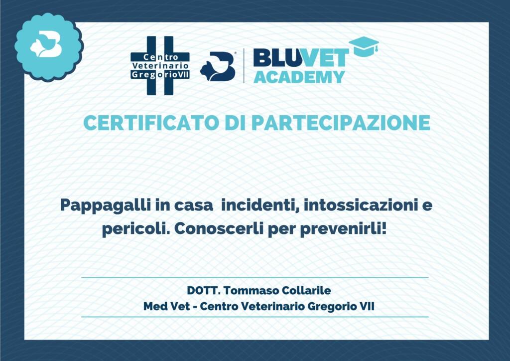 certificato collarile problemi in casa