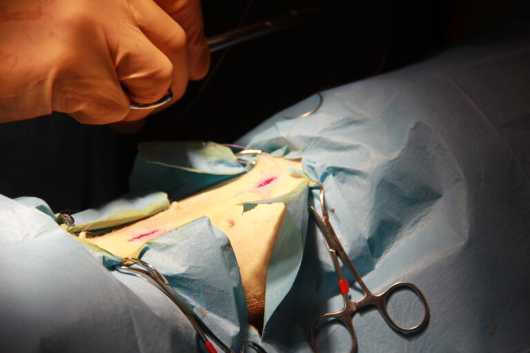 chirurgia clinica veterinaria spinaceto mezzocammino sutura