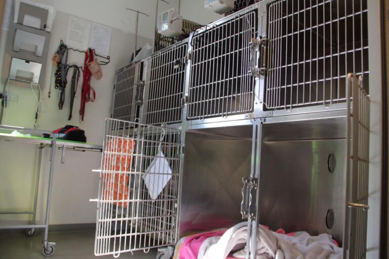 degenza pronto soccorso veterinario mezzocammino spinaceto roma