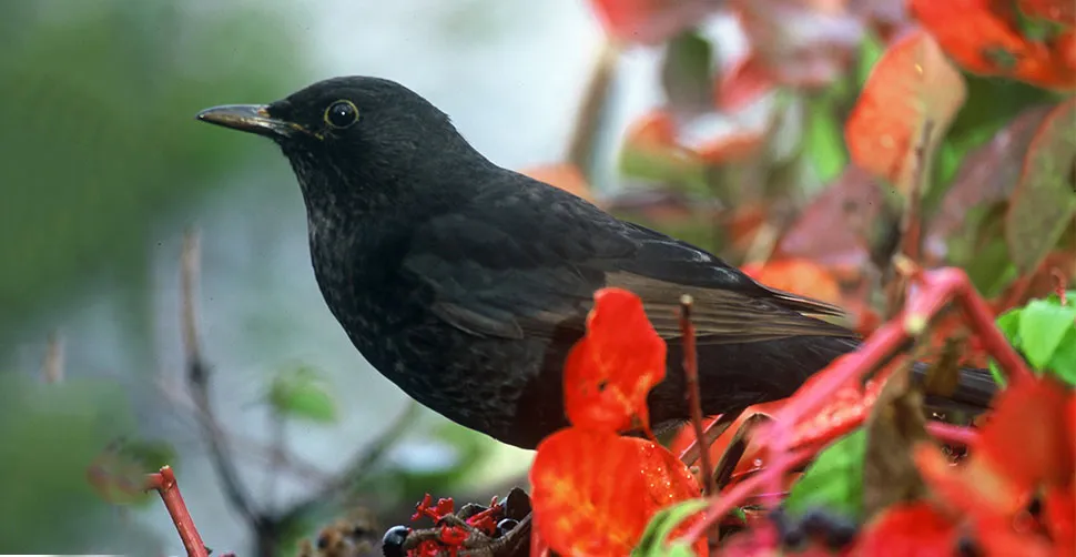 merlo birdatching natura lipu