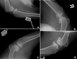 radiologico diretto immagine radiografica clinica veterinaria spinaceto roma