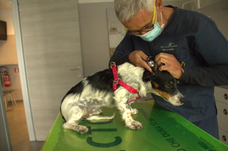 visita vaccinazioni clinica veterinaria spinaceto pronto soccorso