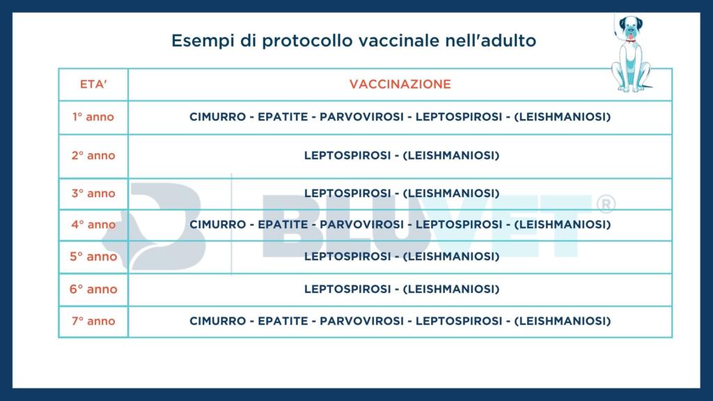 PROTOCOLLO VACCINALE NELL'ADULTO