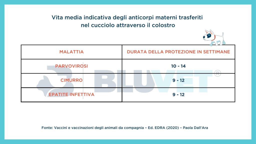 Vita media indicativa degli anticorpi materni nel cucciolo