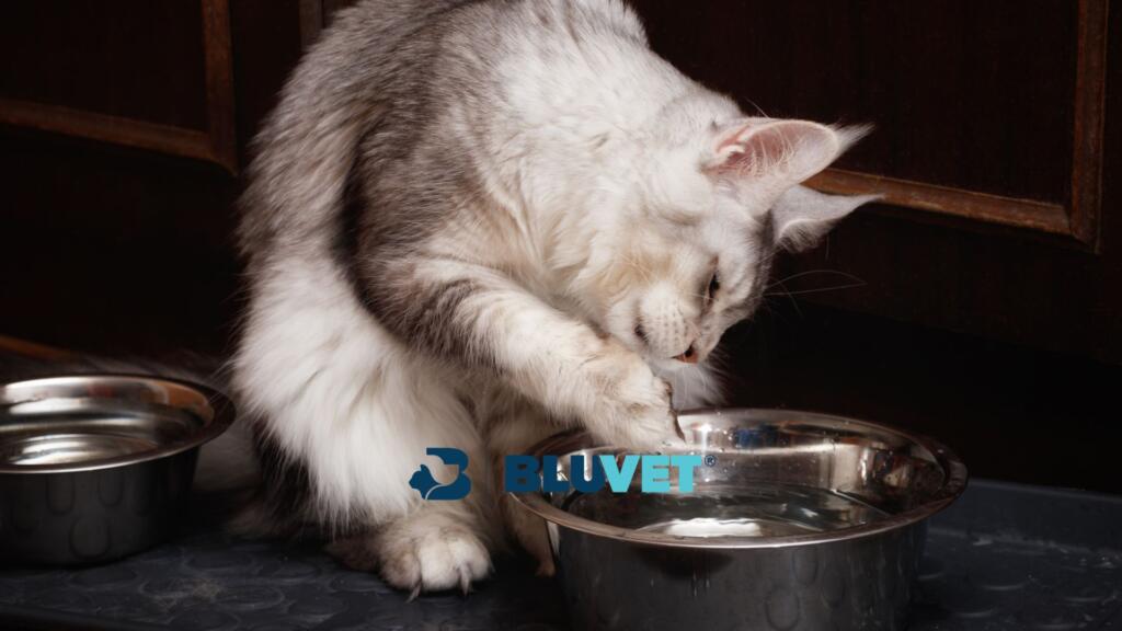 acqua per il gatto