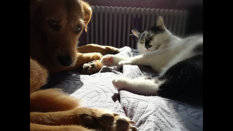 cane e gatto clinca veterinaria oltrepo'