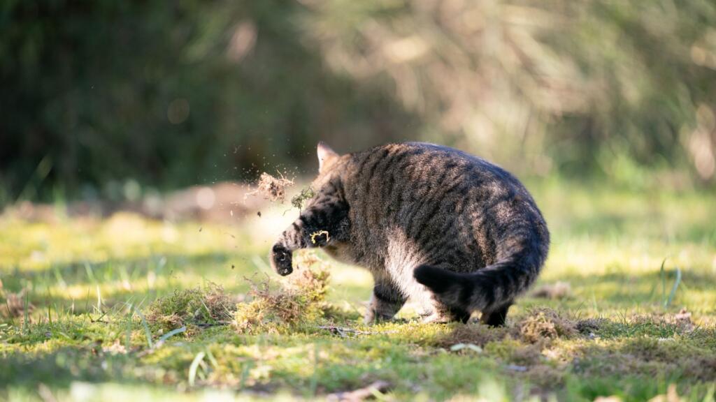 come abituare il gatto alla lettiera gatto scava per istinto