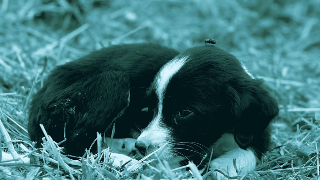 come alimentare un cucciolo orfano