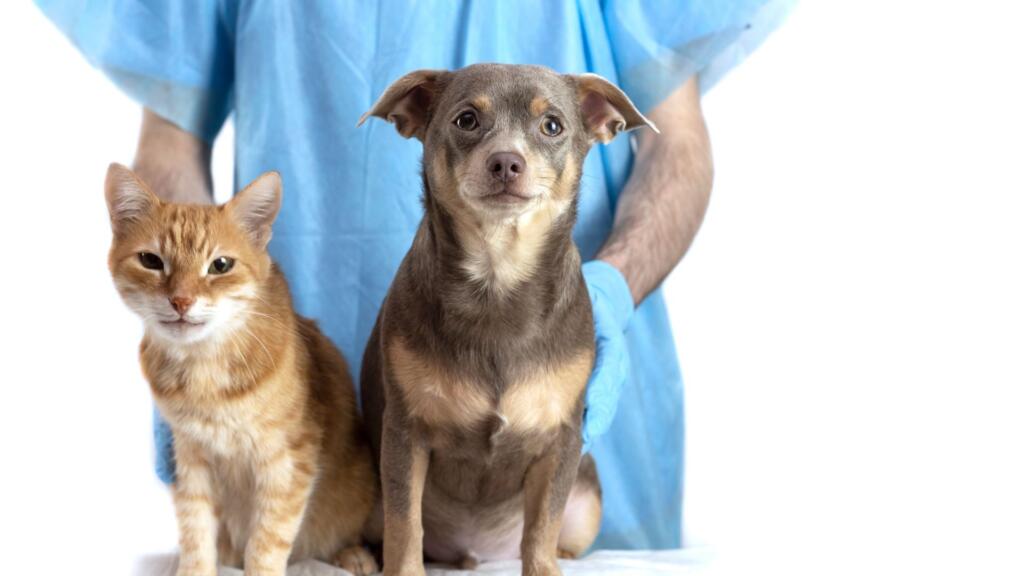 gatti e cani analisi del sangue