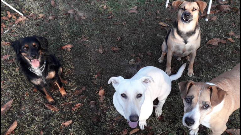 gruppo di cani clinica veterinaria oltrepo'