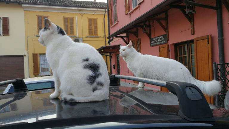 i gatti della clinica veterinaria oltrepo'