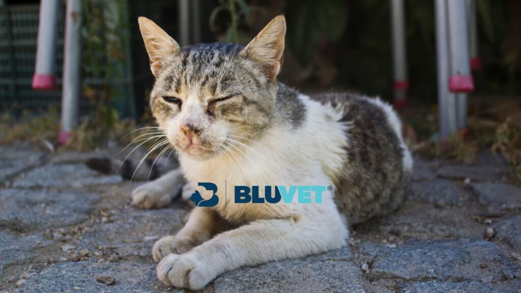 malattie del gatto a virus