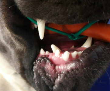 odontoiatria clinica veterinaria oltrepo' immagine bocca