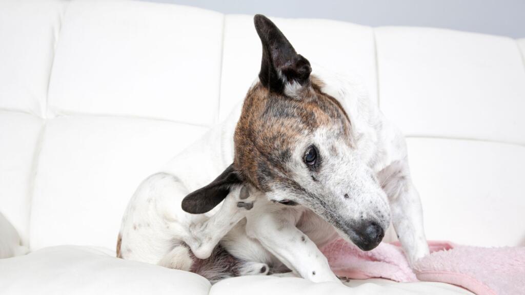 sintomi di otite nel cane