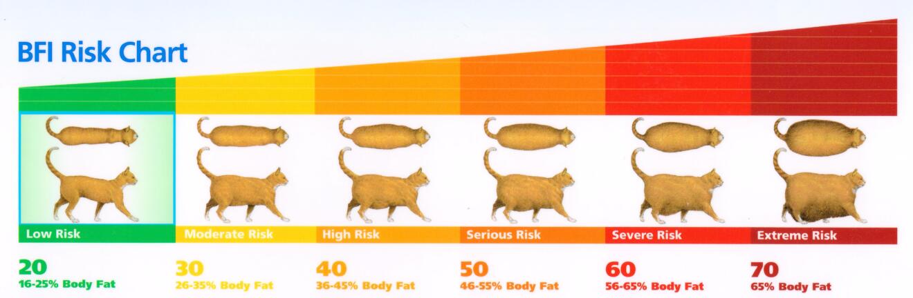 Body Fat Index nel gatto