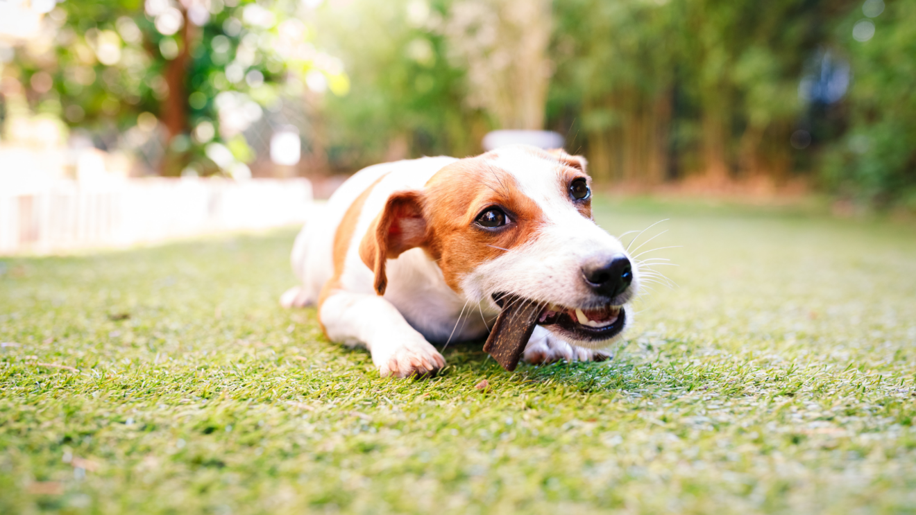 Masticativi per il cane: quali usare e quali no