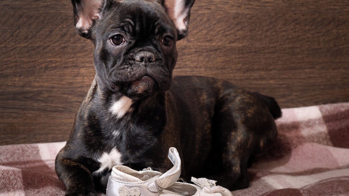 masticativi per cani perché fornirli