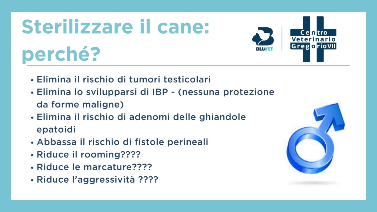 perché sterilizzare il cane maschio