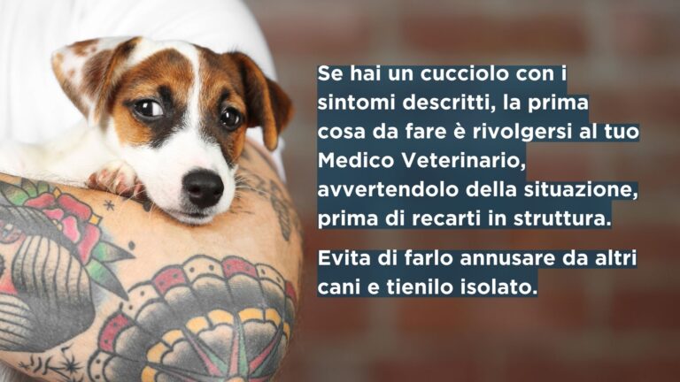 sospetti che il cane abbia il parvovirus cosa fare