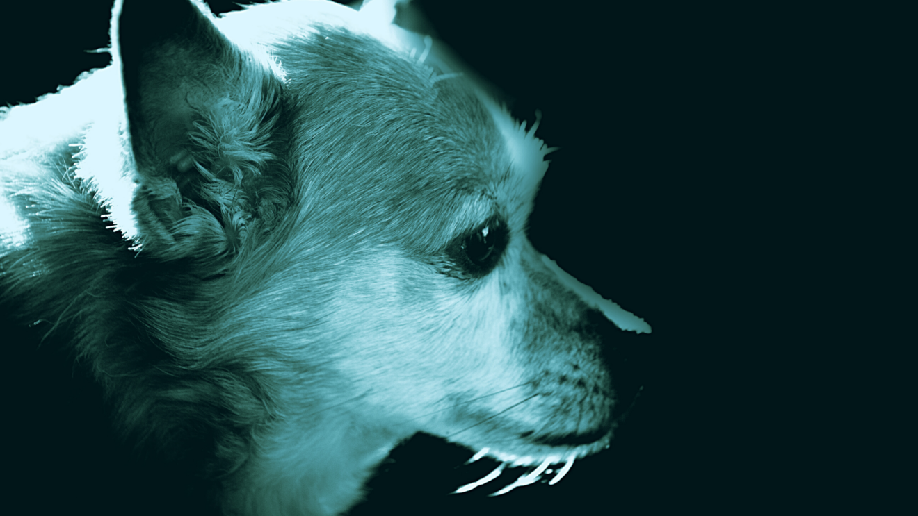 Cimurro Nel Cane Cos Sintomi E Prevenzione Ca Zampa BluVet cimurro-nel-cane-cos-sintomi-e-prevenzione-ca-zampa-bluvet