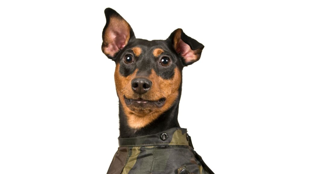 Fly Biting Syndrome nel cane la guida definitiva BluVet