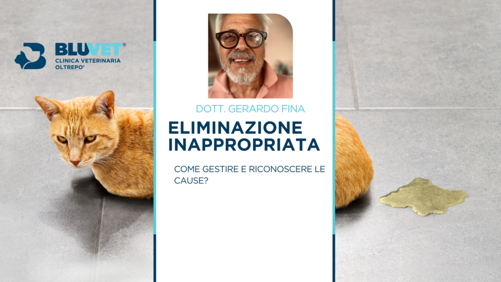 mINZIONE INAPPROPRIATA GERARDO FINA COPERTINA EVENTO