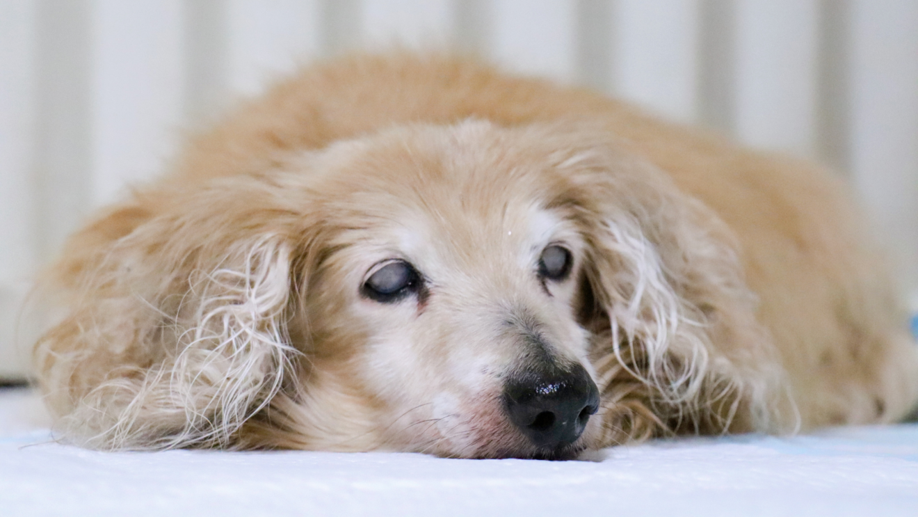 problemi neurologici del cane anziano